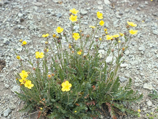 Potentilla plattensis (Platte river cinquefoil)