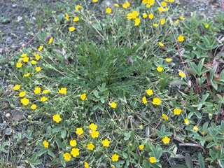 Potentilla nivea var. pentaphylla (Fiveleaf cinquefoil)