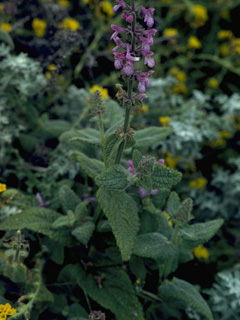 Stachys bullata (California hedgenettle)