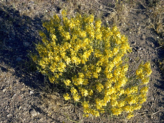 Senna armata (Desert senna)