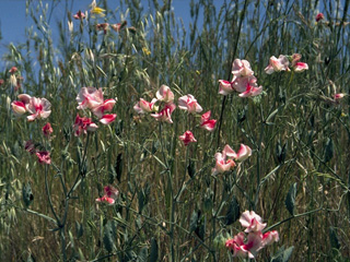 Lathyrus pauciflorus (Steppe sweetpea)