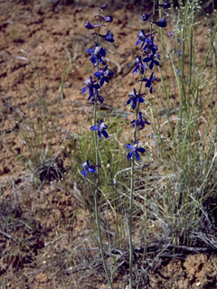 Delphinium scaposum (Tall mountain larkspur)