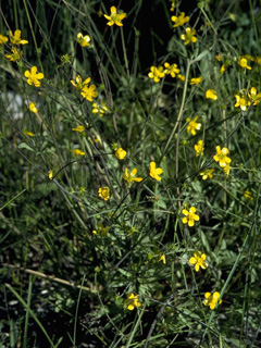 Ranunculus orthorhynchus (Straightbeak buttercup)