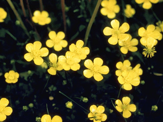 Ranunculus pygmaeus (Pygmy buttercup)