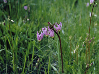 Dodecatheon alpinum (Alpine shootingstar)