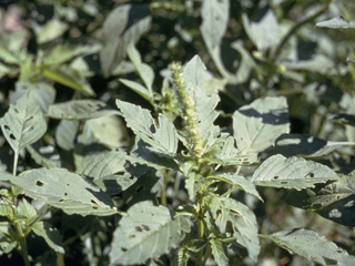 Amaranthus viridis (Slender amaranth)