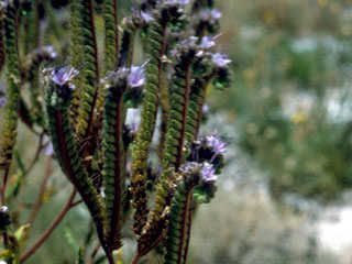 Phacelia crenulata var. corrugata (Cleft-leaf wild heliotrope)