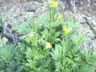 Cacaliopsis nardosmia (Silvercrown)