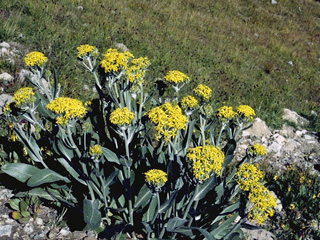 Senecio atratus (Tall blacktip ragwort)