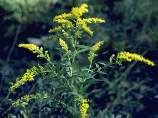 Solidago juncea (Early goldenrod)