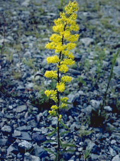 Solidago uliginosa (Bog goldenrod)