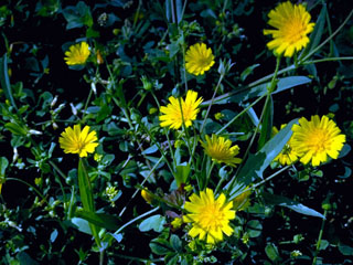 Agoseris heterophylla (Annual agoseris)