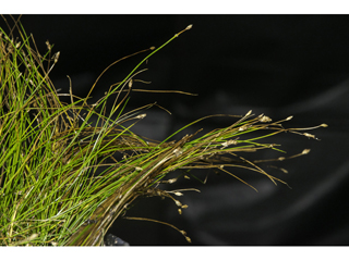 Eleocharis wolfii (Wolf's spikerush)