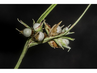 Scleria pauciflora (Few-flowered nutrush)