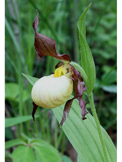 Cypripedium andrewsii (Andrews' lady's-slipper)