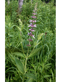 Stachys pilosa (Hairy hedgenettle)