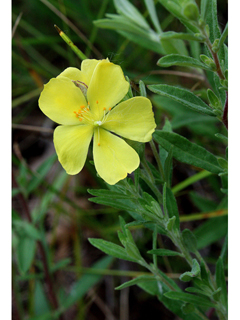 Helianthemum bicknellii (Hoary frostweed)