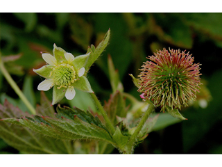 Geum laciniatum (Rough avens)