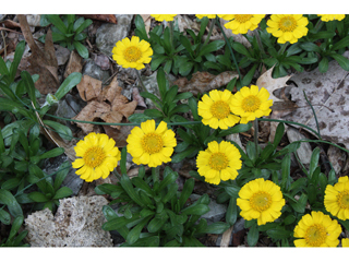 Tetraneuris herbacea (Eastern fournerved daisy)