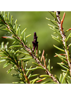 Arceuthobium pusillum (Eastern dwarf mistletoe)