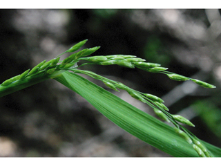 Torreyochloa pallida (Pale false mannagrass)