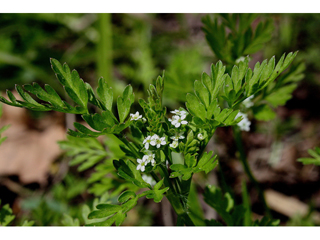 Chaerophyllum procumbens (Spreading chervil)