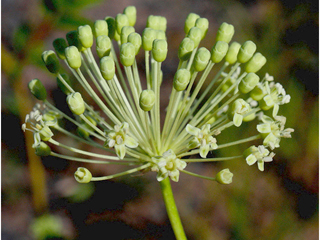 Aralia hispida (Bristly sarsaparilla)