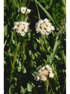 Antennaria corymbosa (Flat-top pussytoes)