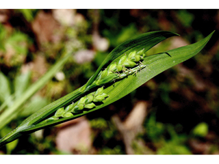 Carex albursina (White bear sedge)