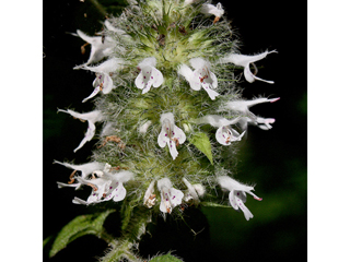 Blephilia hirsuta (Hairy woodmint)