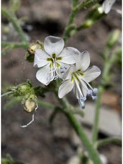 Aliciella pinnatifida (Sticky gilia)