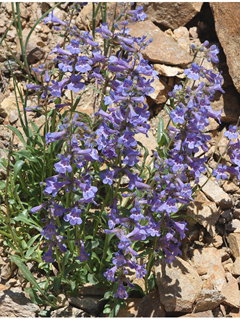 Penstemon virens (Front range penstemon)