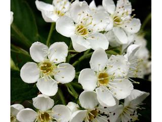 Crataegus calpodendron (Pear hawthorn)