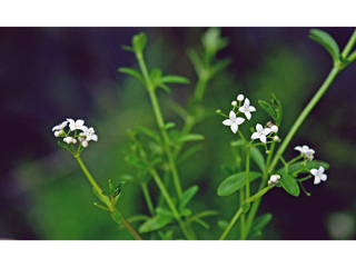 Galium palustre (Common marsh bedstraw)