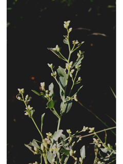 Baccharis glomeruliflora (Silverling)