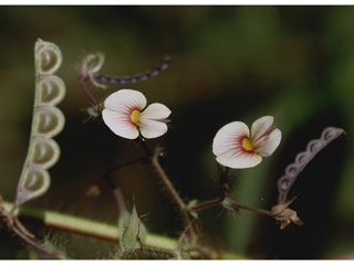 Aeschynomene americana (Shyleaf)