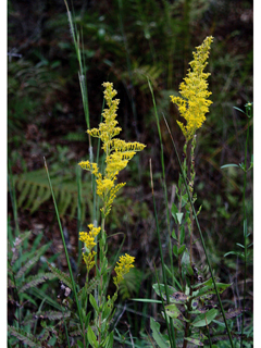 Solidago fistulosa (Pine barren goldenrod)