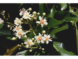 Exothea paniculata (Butterbough)