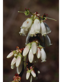 Vaccinium tenellum (Small black blueberry)