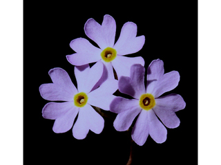 Primula mistassinica (Mistassini primrose)