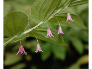 Streptopus lanceolatus (Twistedstalk)