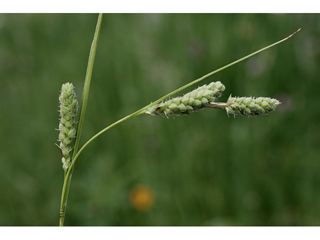 Carex virescens (Ribbed sedge)