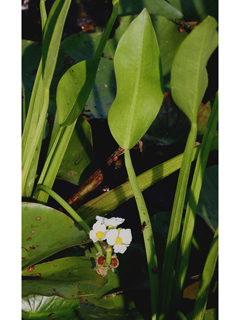 Sagittaria rigida (Sessilefruit arrowhead)