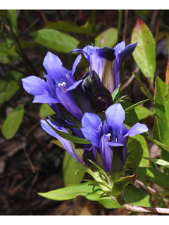 Gentiana puberulenta (Downy gentian)