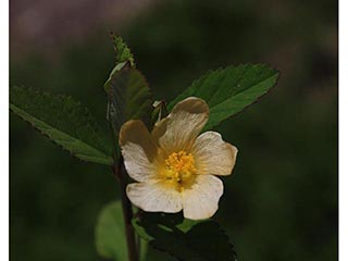 Sida elliottii (Elliott's fanpetals)