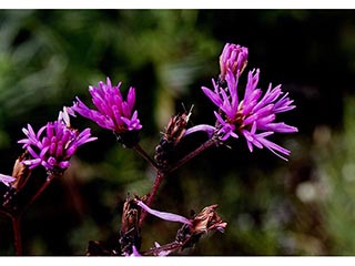 Vernonia angustifolia (Tall ironweed)