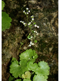 Sullivantia sullivantii (Sullivant's coolwort)