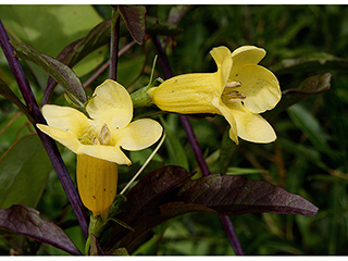 Aureolaria flava (Smooth yellow false foxglove)