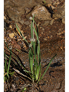 Eleocharis compressa (Flatstem spikerush)