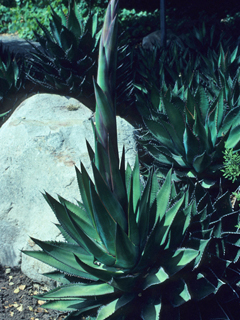 Agave shawii (Coastal agave)